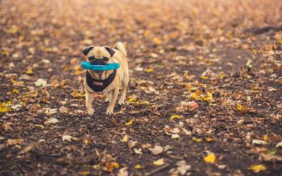 Best Dog Walking Jobs Anyone Can Try.