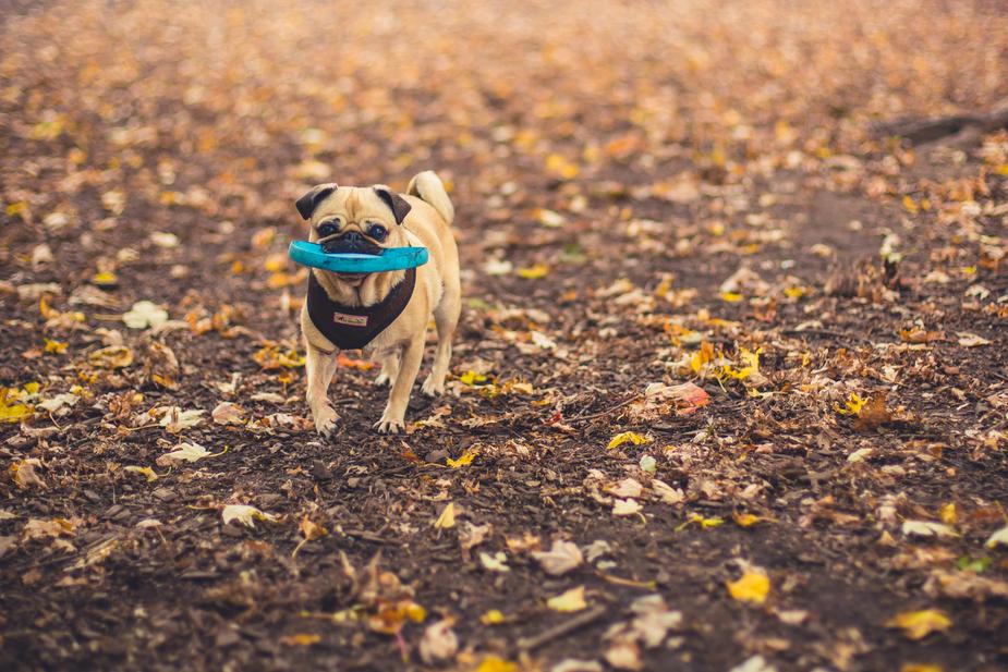 dog walking jobs